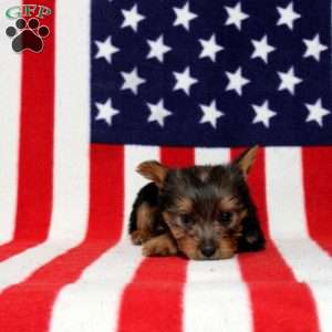 Dallas, Yorkie Puppy